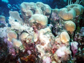 coral.jpg (55824 bytes)